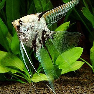 Angel Fish 10cm