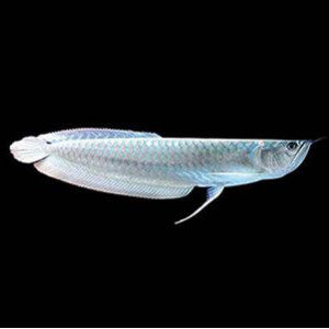 Silver Arowana