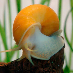 Yellow apple Snail 3cm