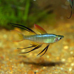 Threadfin Rainbow