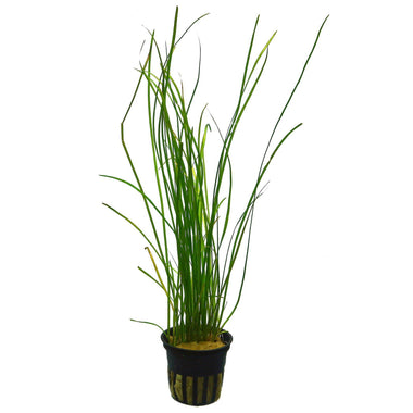 Vallisneria nana