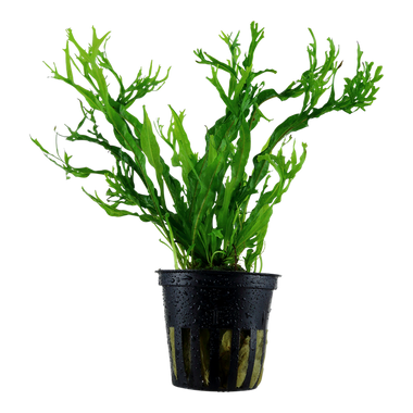 Microsorum pteropus 'Windelov'