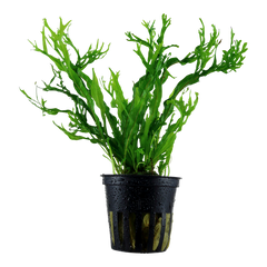 Microsorum pteropus 'Windelov'