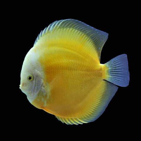 Yellow Discus