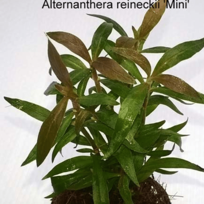 Alternanthera Reineckii mini