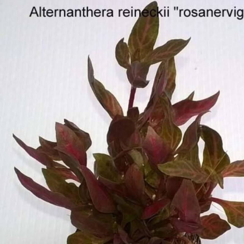 Alternanthera Reineckii Rosenervig