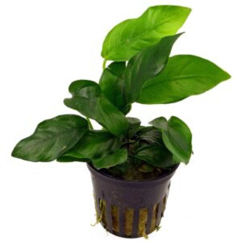 Anubias barteri var. nana