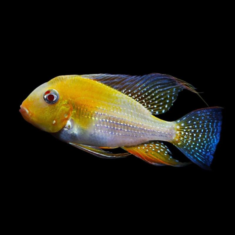 Albino Threadfin Acara