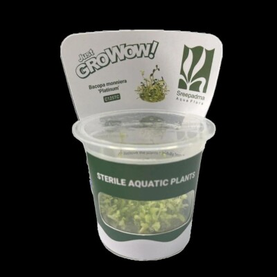 Bacopa Monierri Platinum Growow Tc Plant