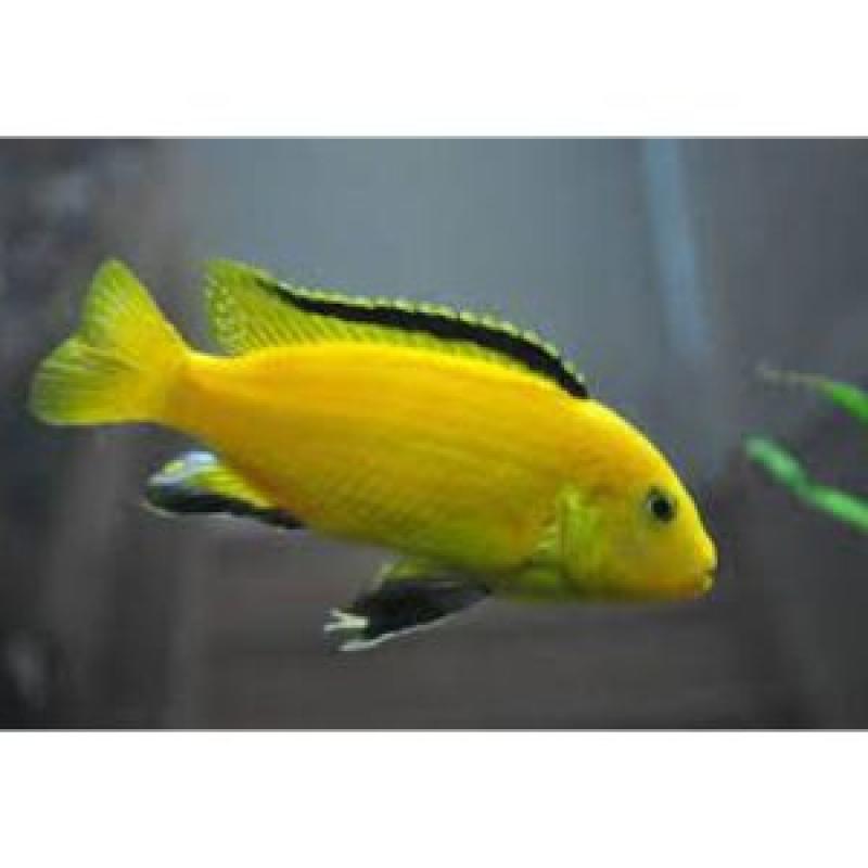 BANANA CICHLID