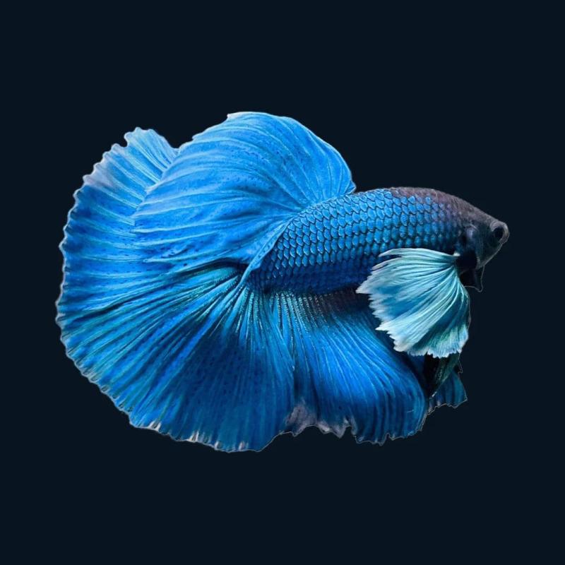 Full Moon Betta