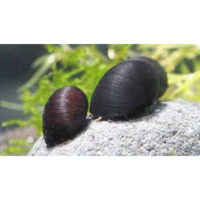 Black Helmet Snail