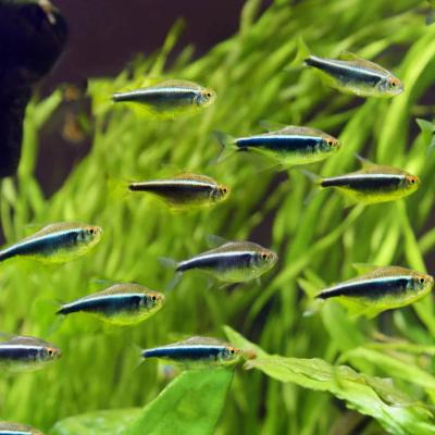 Black Neon Tetra