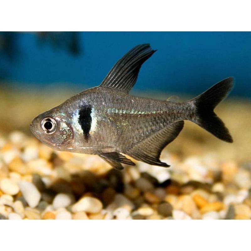 Black Phantom Tetra