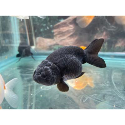 Black Ranchu Gold Fish