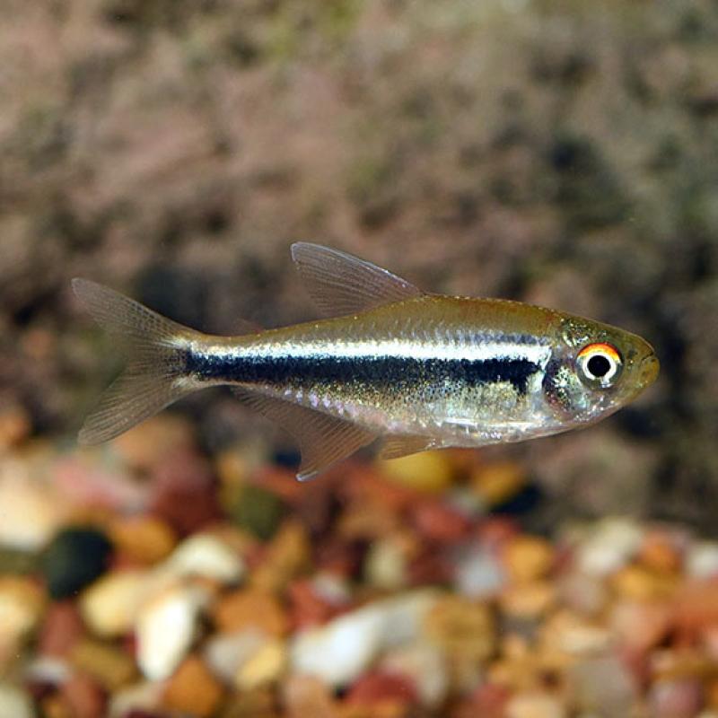 Black Neon Tetra live fish