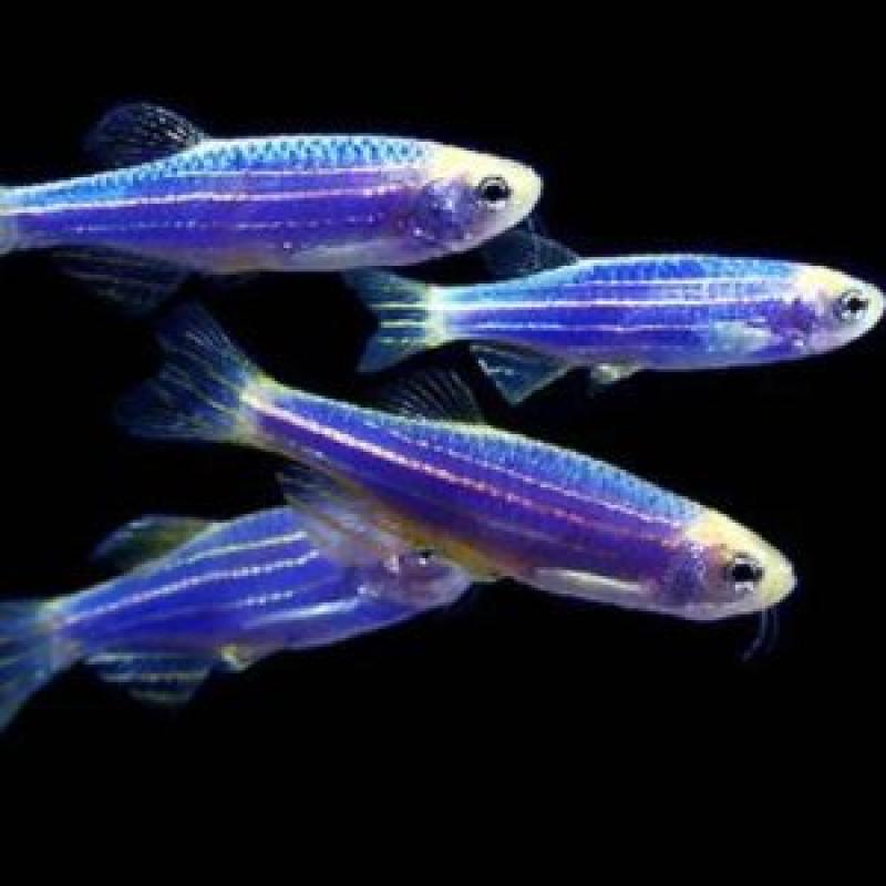 BLUE DANIO