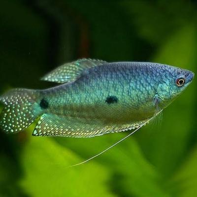 Blue Gourami live fish
