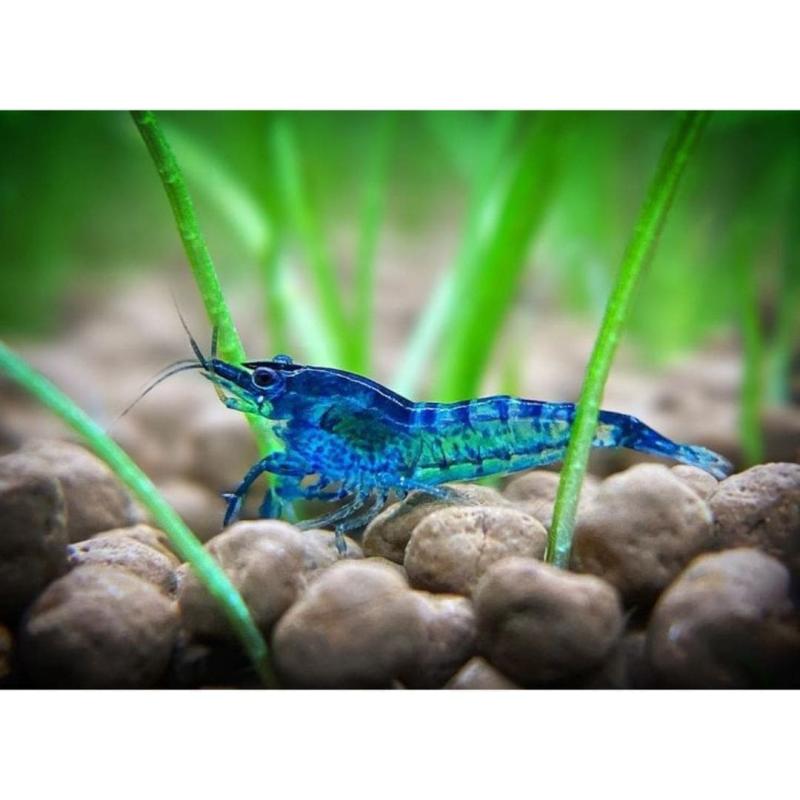 Blue Shrimp