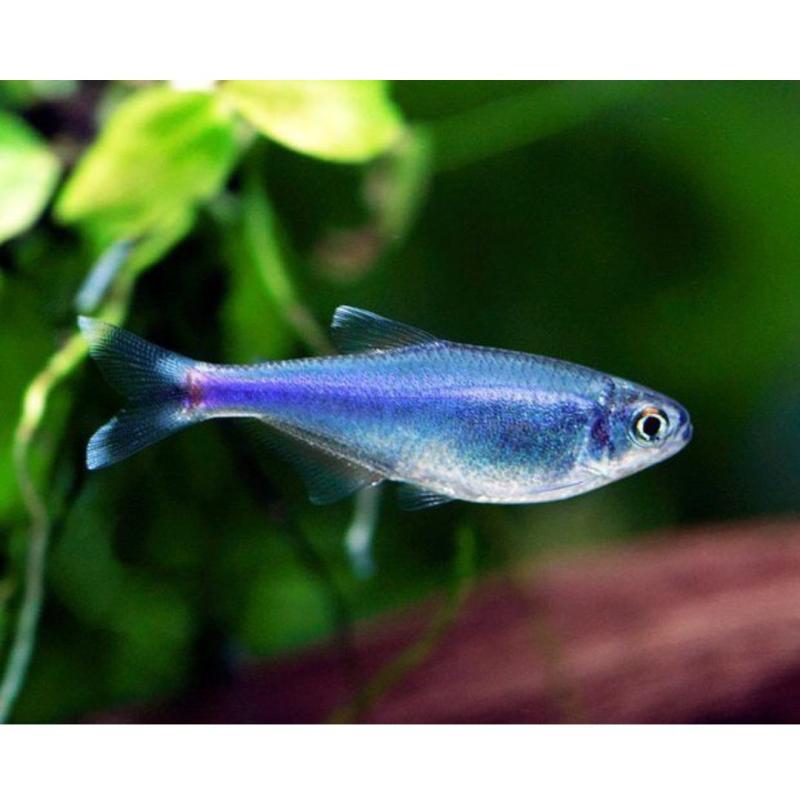 Blue Tetra