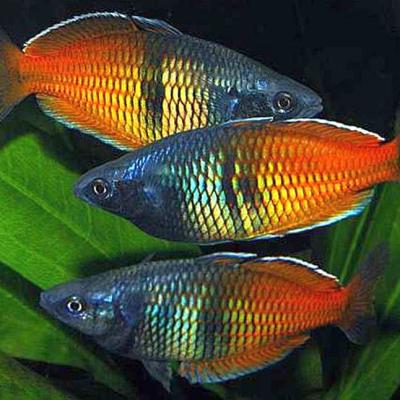 Bosemani Rainbow Live Fish (XXL size)