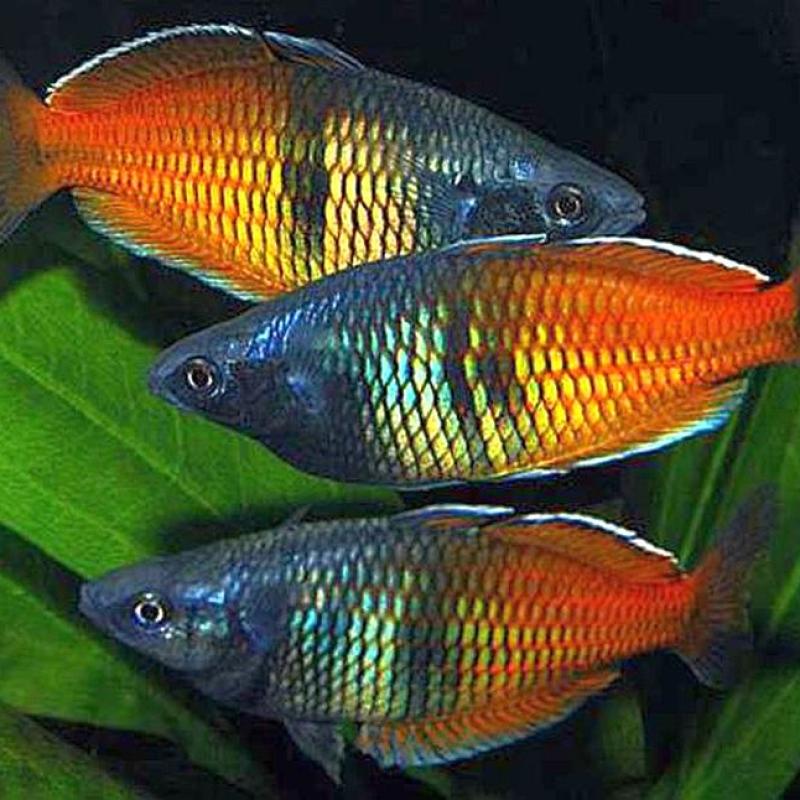 Bosemani Rainbow Live Fish (XXL size)