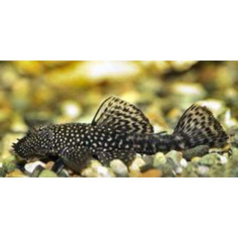 Bristle Nose Pleco