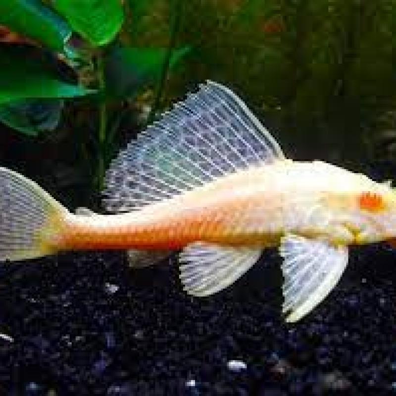 Bristlenose Albino Pleco live fish