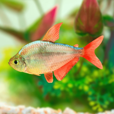 Colombian Tetra