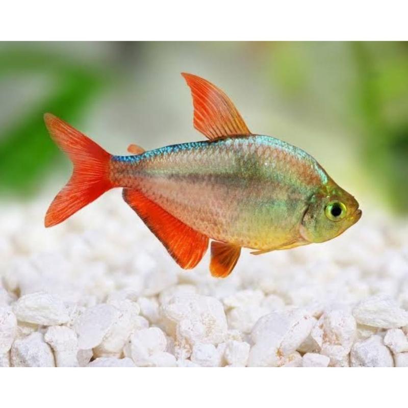 Colombian Tetra