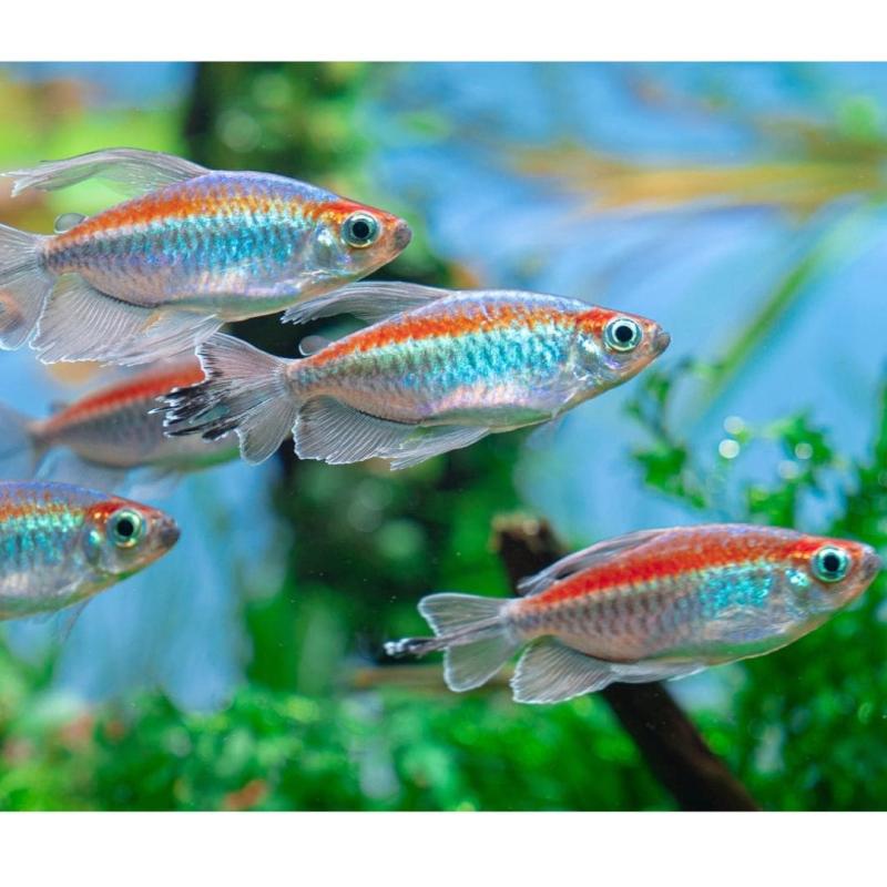 Congo Tetra