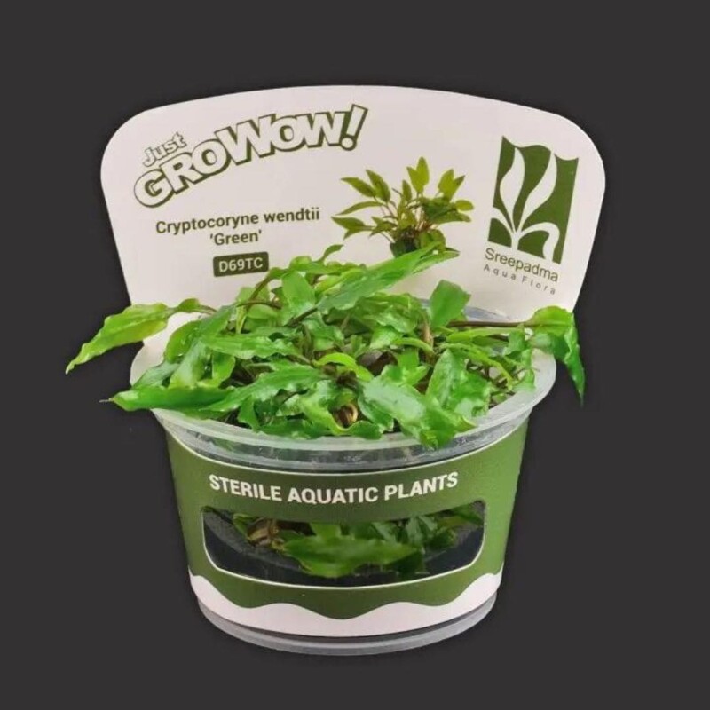 Cryptocoryne Green Growow Tc Plant