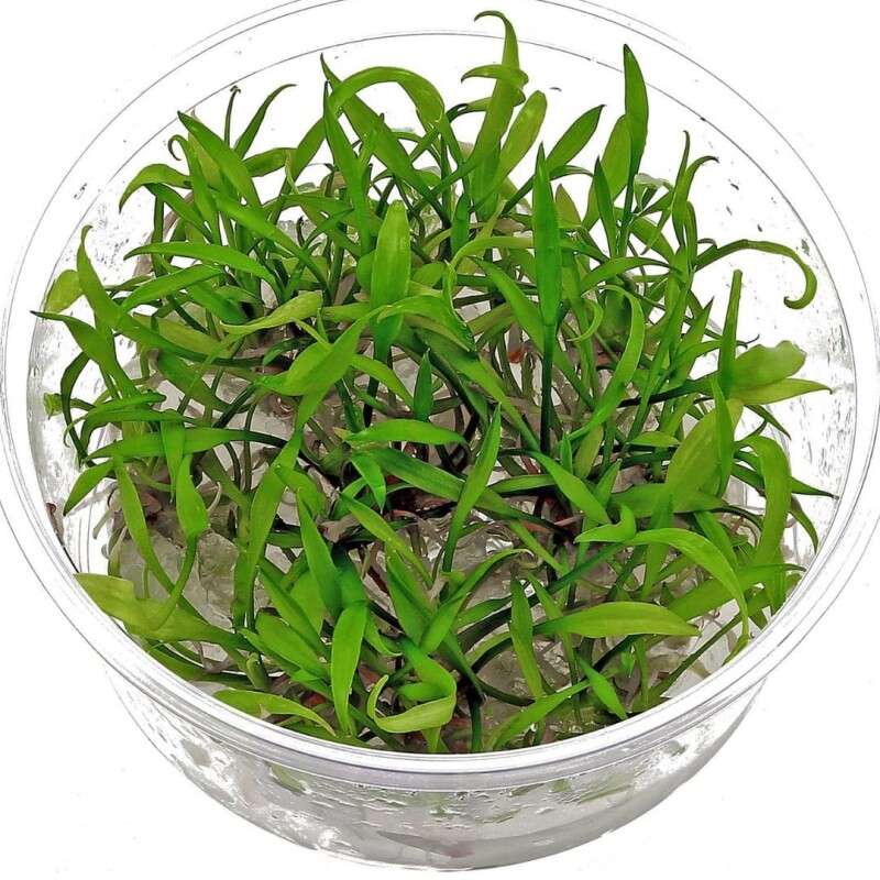 Cryptocoryne Perva Growow Tc Plant