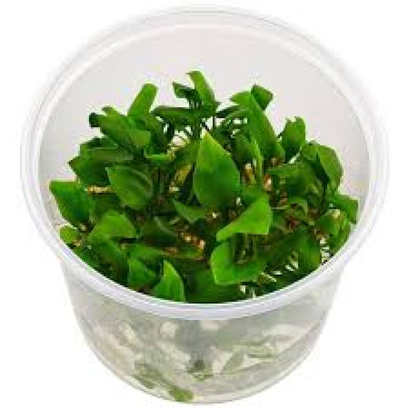 Cryptocoryne Ponterdifolia Growow Tc Plant