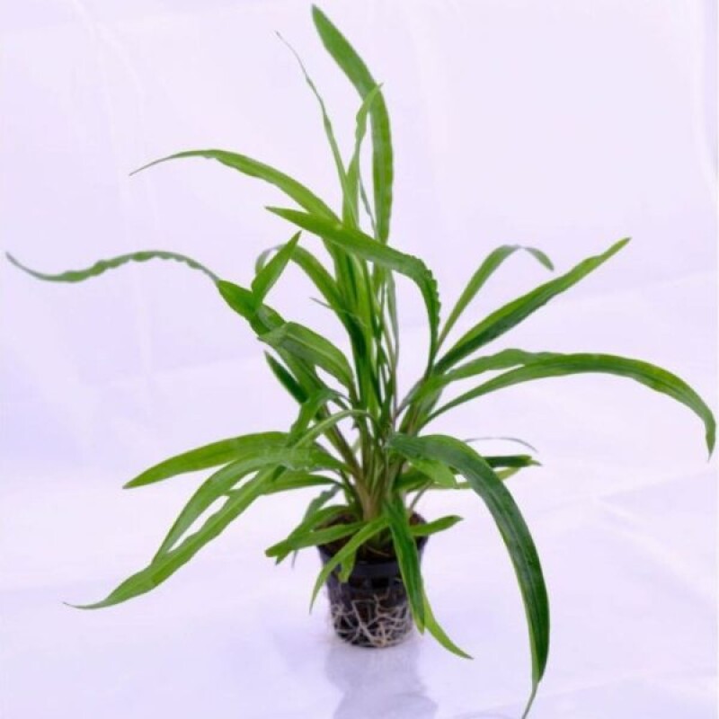 Cryptocoryne Spiralis Green