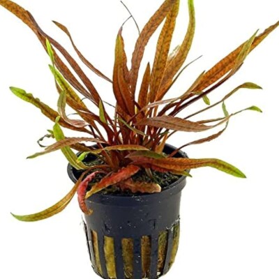 Cryptocoryne Spiralis red