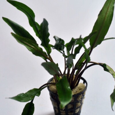 Cryptocoryne Wendetii