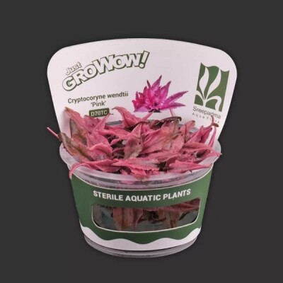 Cryptocoryne Wendetii Pink Growow Tc Plant