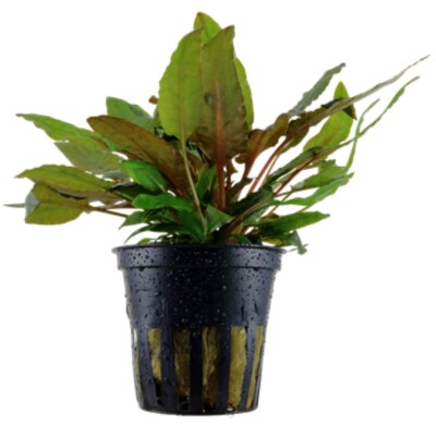 Cryptocoryne Wendetii Tropica