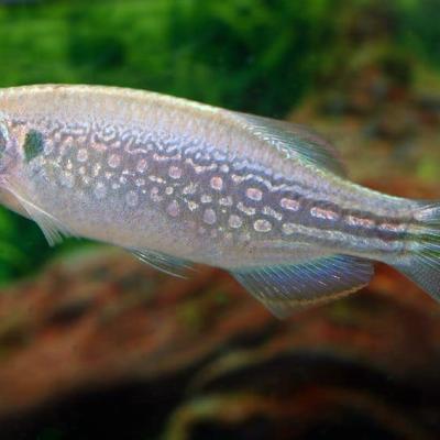 Danio Dangila live fish