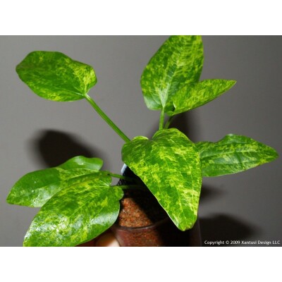 Echindorus Marble queen yelow