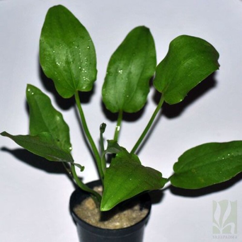 Echinodorus Marble queen green