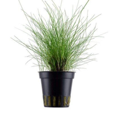 Eleocharis Parvula