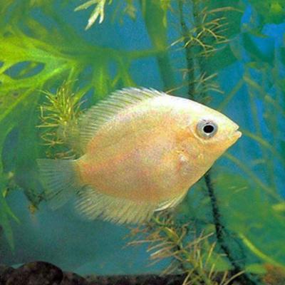 Golden Severum