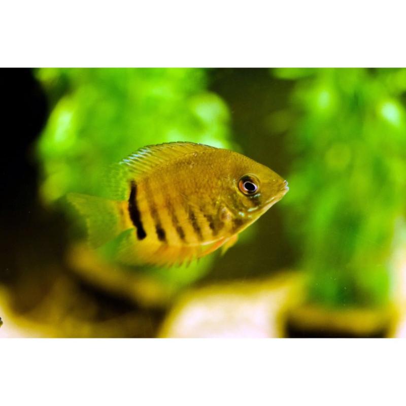 Green Severum