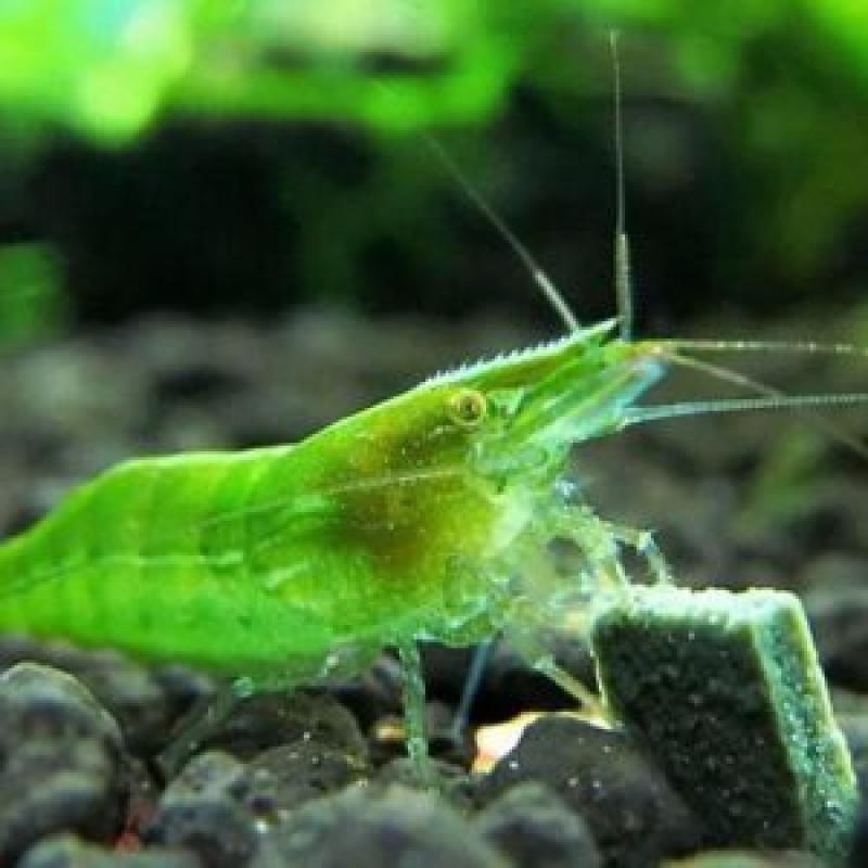 GREEN SHRIMP