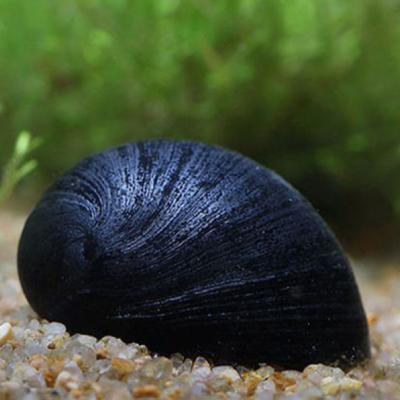 Black Helmet Snail