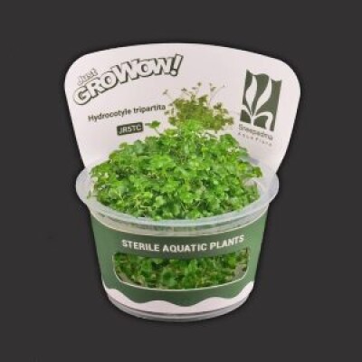 Hydrocotyle Tripartita Growow Tc Plant