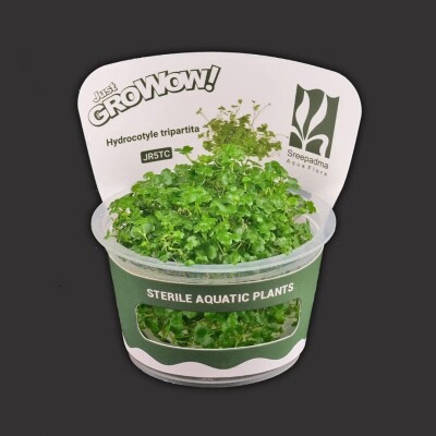 Hydrocotyle Tripartita mini Growow Tc Plant