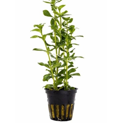 Hygrophila polysperma green